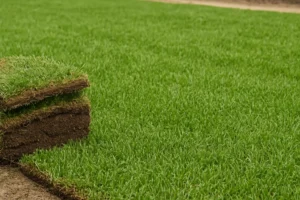 6942b5d20b2ffe7ce324530d_bermuda-grass-sod-1-300x200 Professional Landscape Design and Installation Services