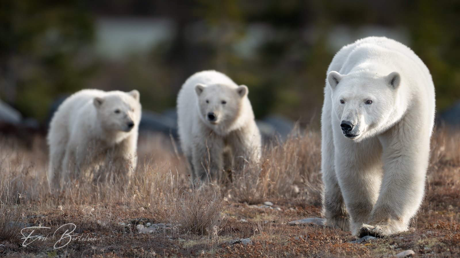 1 Discover an Ethical Wildlife Photography Tour in Canada