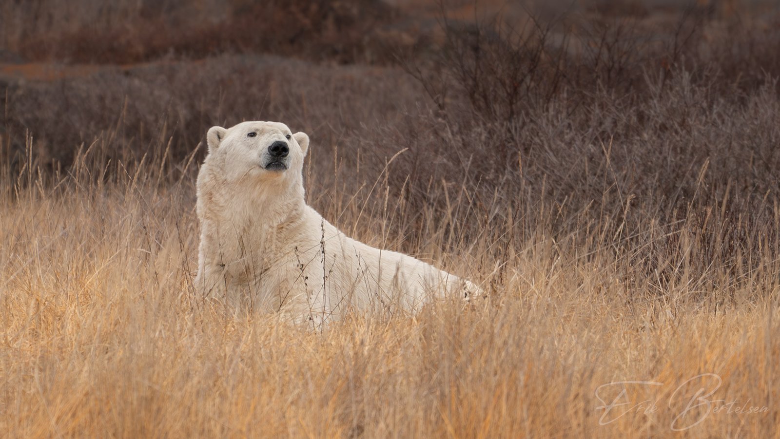 15 Silver Bear Photo Tours 4x4 Polar Bear Viewing Adventure