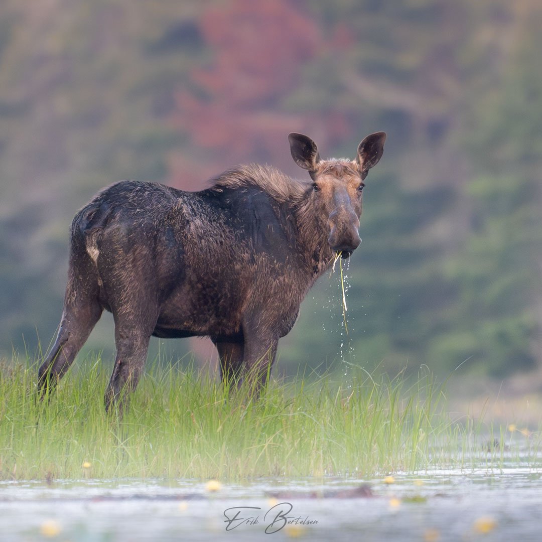 6-1 Algonquin Park Moose Safari With Silver Bear Photo Tours