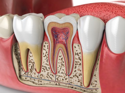 Dental Roots