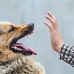 Abogado Especialista En Lesiones Por Mordida De Perro En Chicago/Abogado Experto En Lesiones Por Mordedura De Perro Cerca De Usted
