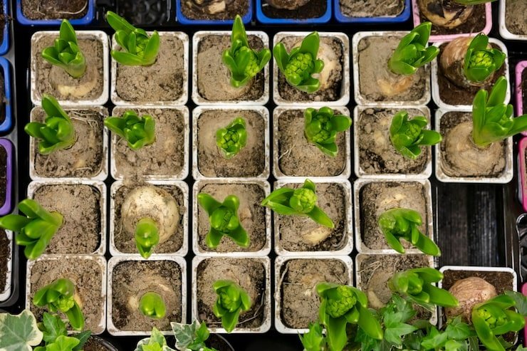 Small Planter Box Vegetables That Outperform In-Ground Plots
