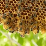 Why Bees Prefer Certain Building Materials Over Others