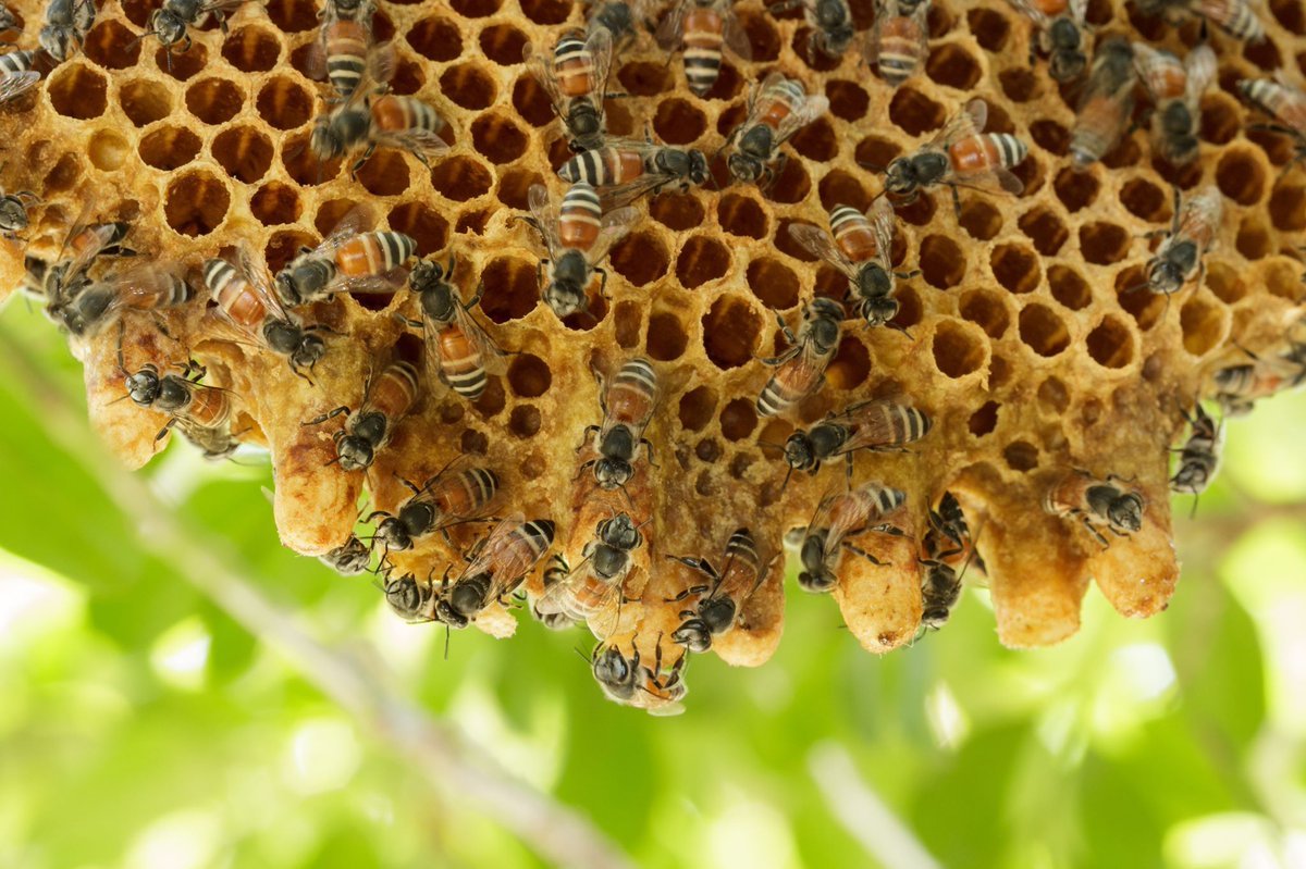 Why Bees Prefer Certain Building Materials Over Others