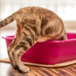 Cardinal Cleaning Solution, we specialize in advanced pet urine removal in Fairfax, helping homeowners restore a clean, fresh, and hygienic living environment.