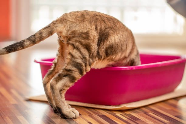 Cardinal Cleaning Solution, we specialize in advanced pet urine removal in Fairfax, helping homeowners restore a clean, fresh, and hygienic living environment.