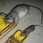 Rat Control in Surrey