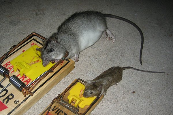 Rat Control in Surrey