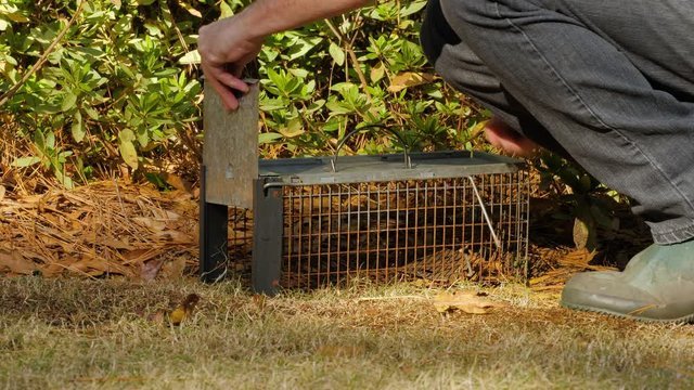 rodent removal